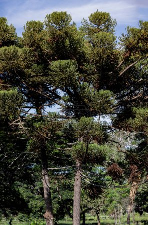 Téléchargez les photos : Pignons du pin de Paran (Araucaria angustifolia) au sol avec "grimpas"" - en image libre de droit