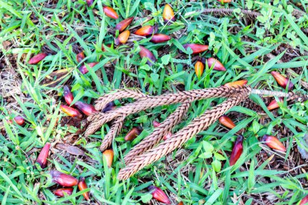 Téléchargez les photos : Pignons du pin de Paran (Araucaria angustifolia) au sol avec "grimpas"" - en image libre de droit