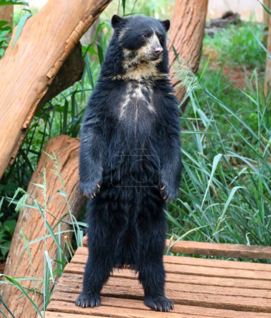 Photo for Spectacled bear (Tremarctos ornatus) in selective focus and depth blur - Royalty Free Image