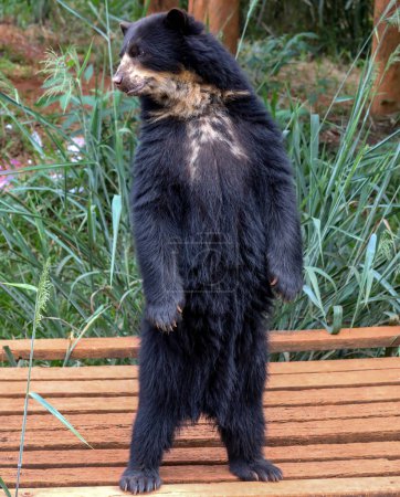Photo for Spectacled bear (Tremarctos ornatus) in selective focus and depth blur - Royalty Free Image