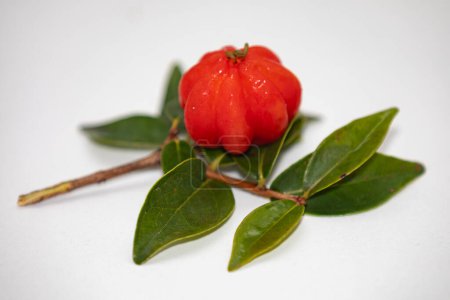 Photo for Pitanga (Eugenia uniflora), Brazilian exotic ripe fruit in fine detail. - Royalty Free Image