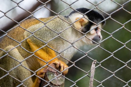 Téléchargez les photos : Tamarin à taches blanches (Saimiri boliviensis) en captivité. Tamarin brésilien de la forêt tropicale appelée "mico-de-cheiro"" - en image libre de droit