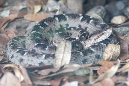 Téléchargez les photos : Serpent Jararaca (Bothrops Jararaca) au sol. Serpent brésilien empoisonné. Serpent Caiara, serpent urutu - en image libre de droit