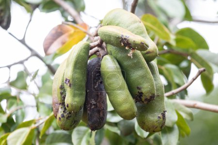 Téléchargez les photos : Jatob, jatoba, fruit -Hymenaea courbaril- fruit typique du cerrado brésilien - en image libre de droit