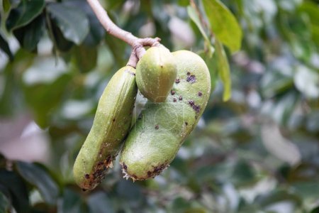 Téléchargez les photos : Jatob, jatoba, fruit -Hymenaea courbaril- fruit typique du cerrado brésilien - en image libre de droit