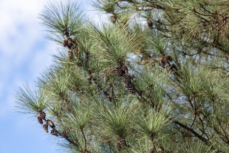 Foto de Típico pino con muchos conos de pino utilizados en la decoración de Navidad - Imagen libre de derechos