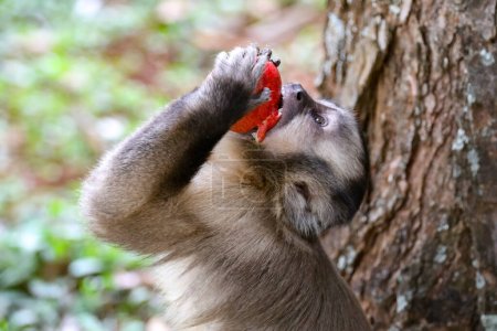 Foto de Mono capuchino (sapajus), típico mono brasileño. - Imagen libre de derechos