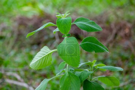 Foto de Boldo: Planta verde llamada Boldo da Terra en Brasil. Planta utilizada para hacer té e produtos medicinais "Boldo do Chile" (Peumus boldus) - Imagen libre de derechos