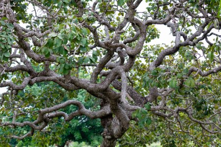 Typischer Pequi-Baum (Caryocar brasiliense) im brasilianischen Cerrado-Biom mit verdrehtem Stamm