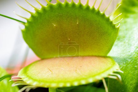 Photo for Closeup Venus flytrap ,Insectivorous plants ,Low Giant ,Dionaea muscipula ,needle-like-teeth ,venus fly catcher ,Cook's Carnivorous - Royalty Free Image