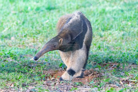Photo for Giant anteater, cute animal from Brazil. Myrmecophaga tridactyla, exotic and endemic animal. Wildlife scene. - Royalty Free Image