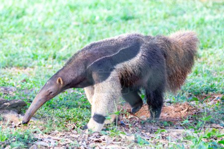 Photo for Giant anteater, cute animal from Brazil. Myrmecophaga tridactyla, exotic and endemic animal. Wildlife scene. - Royalty Free Image