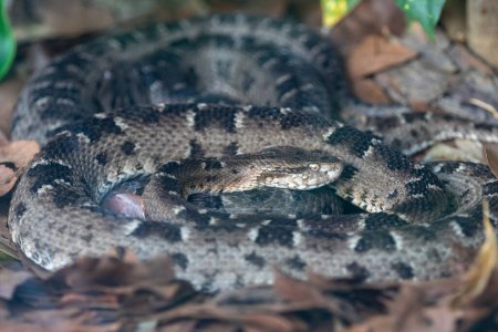 Serpiente venenosa muy común en Brasil conocida como "jararacuu" (Bothrops jararacussu)