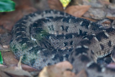 Photo for Very common venomous snake in Brazil known as "jararacuu" (Bothrops jararacussu) - Royalty Free Image