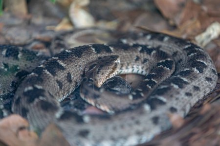 Téléchargez les photos : Serpent venimeux très commun au Brésil connu sous le nom de "jararacuu" (Bothrops jararacussu) - en image libre de droit