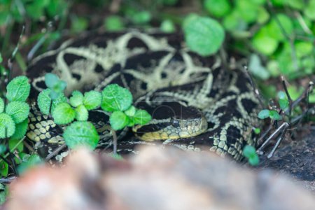 Téléchargez les photos : Serpent venimeux très commun au Brésil connu sous le nom de "jararacuu" (Bothrops jararacussu) - en image libre de droit