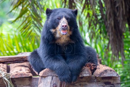 Photo for South American spectacled bear resting in shade vegetation - Royalty Free Image