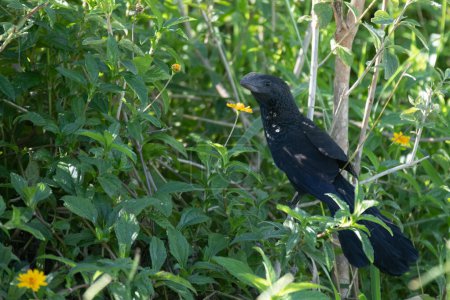 Téléchargez les photos : Oiseau connu sous le nom d '"anu noir" (Crotophaga ani) isolé sur foyer sélectif et fond bleu ciel. - en image libre de droit