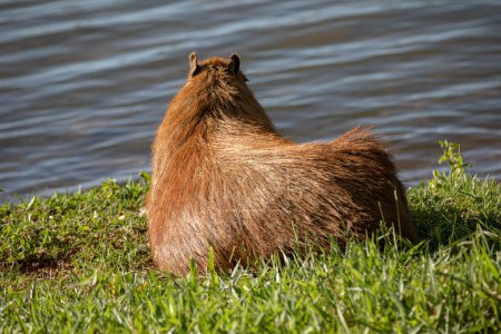Téléchargez les photos : Amérique du Sud capybara rm gros plan et mise au point sélective - en image libre de droit