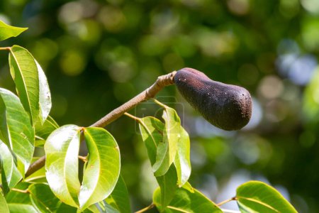Téléchargez les photos : Fruits de Jatob (Hymenaea courbaril), en foyer sélectif. fruits typiques du Brésil - en image libre de droit