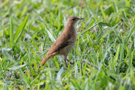 Photo for "Joao-de-Barro" bird (Furnarius rufus) isolated in selective focus on grass ground - Royalty Free Image