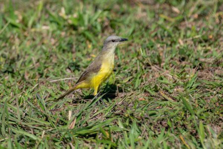 Photo for A Siriri or Suiriri bird (Tyrannus melancholicus) in selective focus - Royalty Free Image