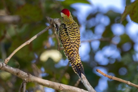 Photo for Bird of the Picidae family. It is known as woodpecker-carij or "cerrado green woodpecker". (Colaptes melanochloros nattereri , Colaptes melanochloros melanochloros ) - Royalty Free Image