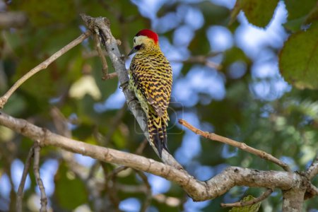 Photo for Bird of the Picidae family. It is known as woodpecker-carij or "cerrado green woodpecker". (Colaptes melanochloros nattereri , Colaptes melanochloros melanochloros ) - Royalty Free Image