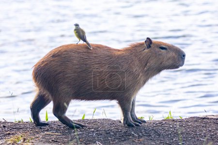 Téléchargez les photos : Amérique du Sud capybara rm gros plan et mise au point sélective - en image libre de droit