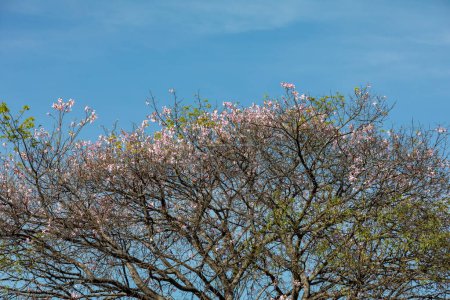 Téléchargez les photos : Fleur d'abeilles pollinisatrices Ceiba speciosa ou Chorisia speciosa en foyer sélectif et fond flou.Forêt tropicale. Paineira arbre fleur rose - en image libre de droit