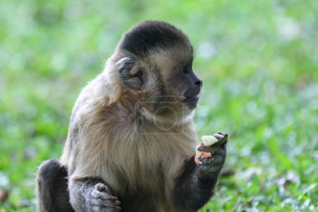Foto de Primer plano del mono capuchino copetudo (Sapajus apella), mono capuchino en la naturaleza en Brasil. - Imagen libre de derechos