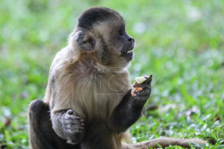 Photo for Closeup of tufted capuchin monkey (Sapajus apella), capuchin monkey into the wild in Brazil. - Royalty Free Image