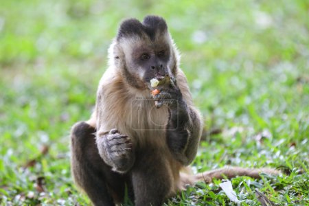 Photo for Closeup of tufted capuchin monkey (Sapajus apella), capuchin monkey into the wild in Brazil. - Royalty Free Image