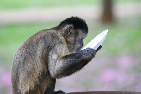 Foto de Primer plano del mono capuchino copetudo (Sapajus apella), mono capuchino en la naturaleza en Brasil. - Imagen libre de derechos