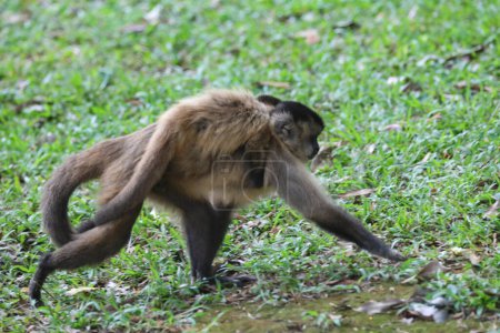 Téléchargez les photos : Gros plan du singe capucin (Sapajus apella), capucin sauvage au Brésil. - en image libre de droit