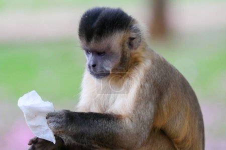 Téléchargez les photos : Gros plan du singe capucin (Sapajus apella), capucin sauvage au Brésil. - en image libre de droit