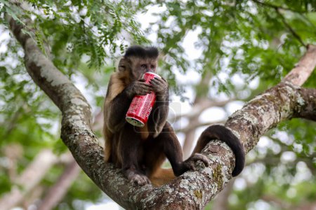Foto de Primer plano del mono capuchino copetudo (Sapajus apella), mono capuchino en la naturaleza en Brasil. Coca Cola - Imagen libre de derechos
