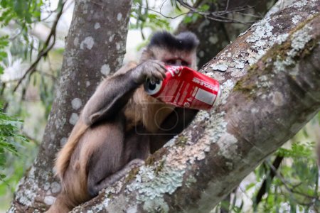 Photo for Closeup of tufted capuchin monkey (Sapajus apella), capuchin monkey into the wild in Brazil. Coca Cola - Royalty Free Image