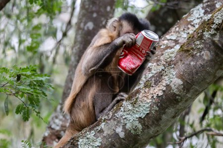 Photo for Closeup of tufted capuchin monkey (Sapajus apella), capuchin monkey into the wild in Brazil. Coca Cola - Royalty Free Image