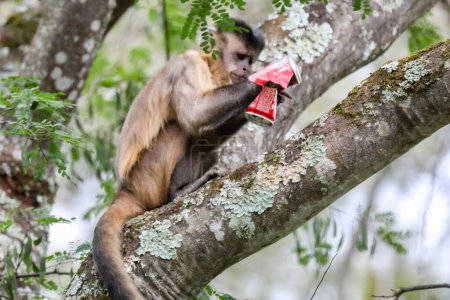 Foto de Primer plano del mono capuchino copetudo (Sapajus apella), mono capuchino en la naturaleza en Brasil. Coca Cola - Imagen libre de derechos