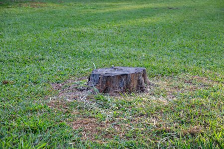 Photo for Sawn log on grass field isolated - Royalty Free Image