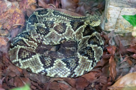 Photo for Large Brazilian rattlesnake in closeup - Royalty Free Image