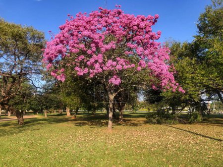 Photo for Trees in flower: Pink Trumpet Tree (Tabebuia impetiginosa or Handroanthus impetiginosus). - Royalty Free Image