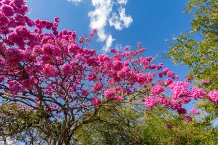Téléchargez les photos : Les plus beaux arbres en fleur : Trompette rose (Tabebuia impetiginosa ou Handroanthus imppetiginosus)). - en image libre de droit