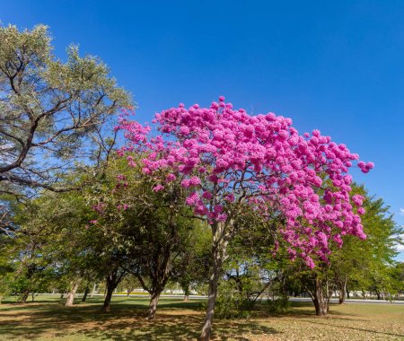 Photo for The most beautiful trees in flower: Pink Trumpet Tree (Tabebuia impetiginosa or Handroanthus impetiginosus). - Royalty Free Image