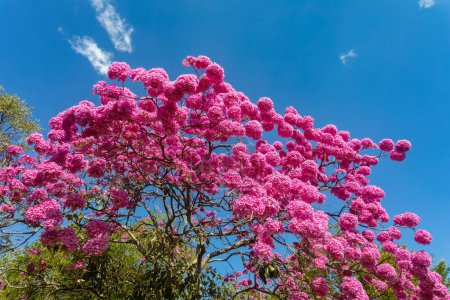 Téléchargez les photos : Les plus beaux arbres en fleur : Trompette rose (Tabebuia impetiginosa ou Handroanthus imppetiginosus)). - en image libre de droit