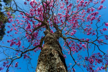 Photo for The most beautiful trees in flower: Pink Trumpet Tree (Tabebuia impetiginosa or Handroanthus impetiginosus). - Royalty Free Image