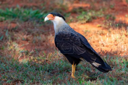 Photo for Beautiful Crested Caracara bird (Carcar) on a rock in the Atlantic rainforest, - Royalty Free Image