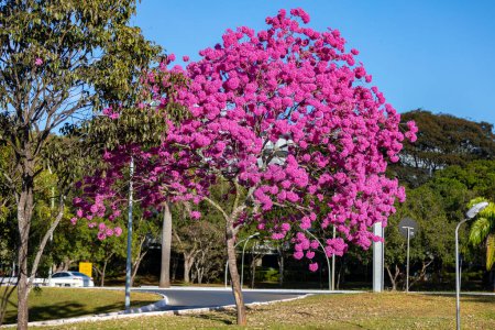 Photo for (Handroanthus heptaphyllus) Close up of beautiful Pink Trumpet Tree , Tabebuia rosea in full bloom. Ip rosa,pink ip. Braslia DF - Royalty Free Image