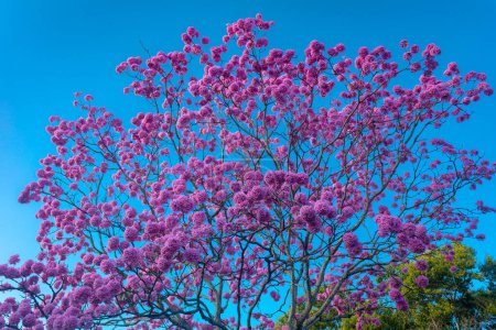 Photo for (Handroanthus heptaphyllus) Close up of beautiful Pink Trumpet Tree , Tabebuia rosea in full bloom. Ip rosa,pink ip. Braslia DF - Royalty Free Image